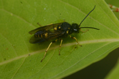 Bareogonalos canadensis