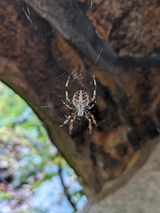 Neoscona domiciliorum