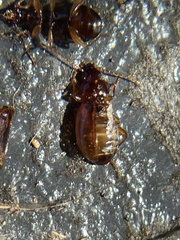 Trechus obtusus