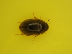 Enochrus