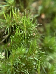 Dicranum flagellare