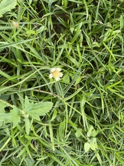 Heliotropium indicum