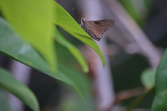 Asbolis capucinus