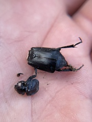 Nicrophorus nigrita