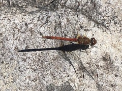 Sympetrum nigrifemur