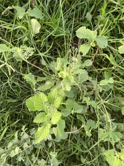 Heliotropium indicum