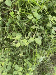 Heliotropium indicum