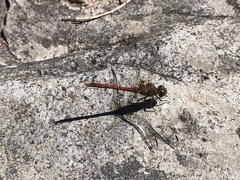 Sympetrum nigrifemur