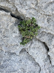 Penstemon baccharifolius