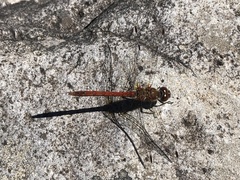 Sympetrum nigrifemur
