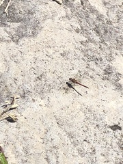 Sympetrum nigrifemur