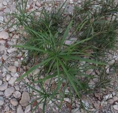 Cyperus alternifolius