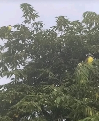 Pitangus sulphuratus