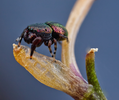 Sassacus cyaneus