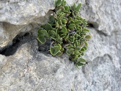 Penstemon baccharifolius