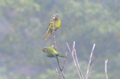 Eupsittula canicularis