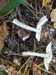 Rhodocollybia