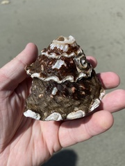 Megastraea undosa