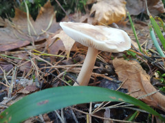 Rhodocollybia