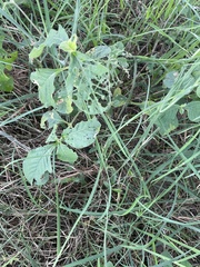 Achyranthes