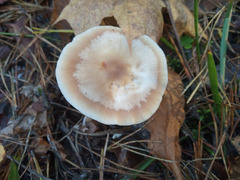 Rhodocollybia