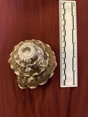 Megastraea undosa