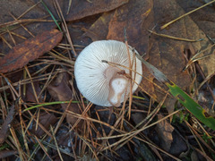 Rhodocollybia
