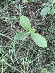 Calotropis gigantea
