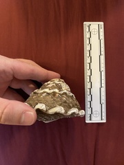 Megastraea undosa