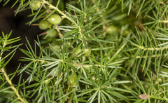 Persoonia juniperina