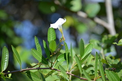 Rhabdadenia biflora