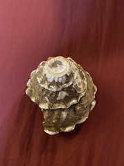 Megastraea undosa