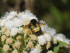 Bombus ephippiatus