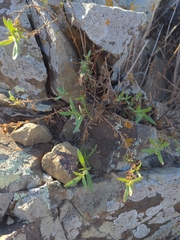 Epilobium canum