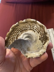 Megastraea undosa