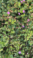 Geranium sanguineum