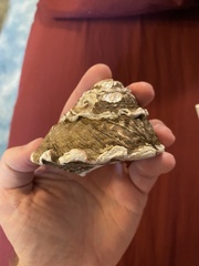 Megastraea undosa