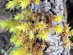 Orthotrichaceae