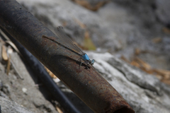 Argia apicalis