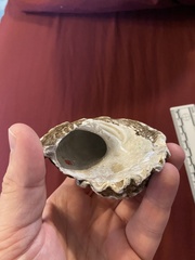 Megastraea undosa