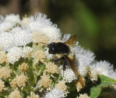 Bombus ephippiatus