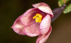 Thelymitra carnea