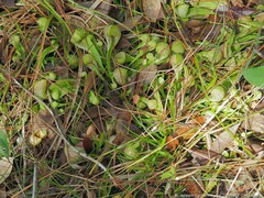 Sarracenia psittacina