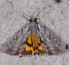 Catocala gracilis