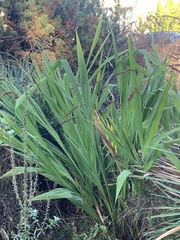 Crocosmia