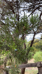 Juniperus ashei