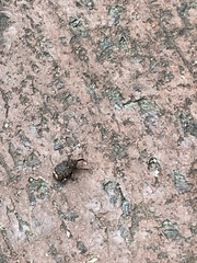 Conotrachelus posticatus