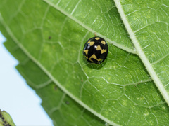 Heterocaria barronensis