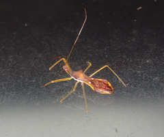 Endochus albomaculatus