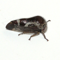 Ophiderma salamandra